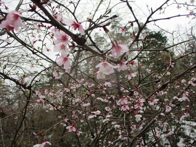 画像6: 来年春の企画の素材を探して 都留アルプス を歩いてみました!