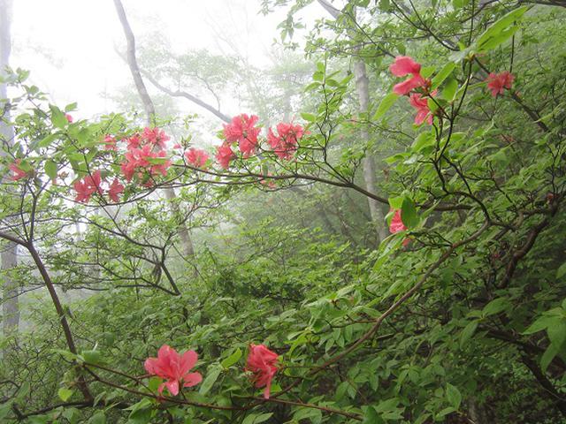 画像7: 本日は5月のツアーの栃木県の 古賀志(こがし)山 のご案内です!
