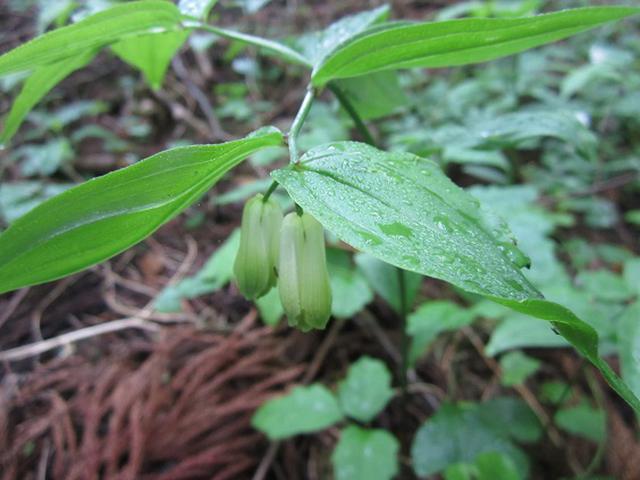 画像3: 本日は5月のツアーの栃木県の 古賀志(こがし)山 のご案内です!