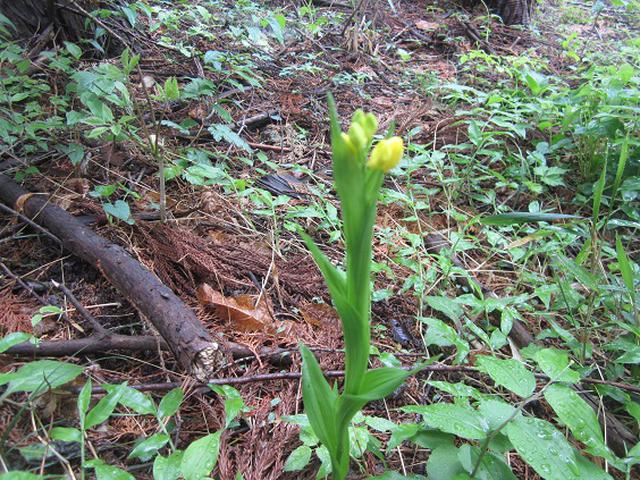 画像10: 本日は5月のツアーの栃木県の 古賀志(こがし)山 のご案内です!
