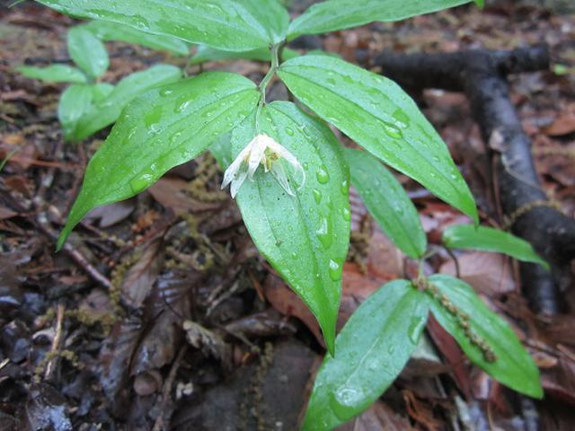 画像4: 本日は5月のツアーの栃木県の 古賀志(こがし)山 のご案内です!