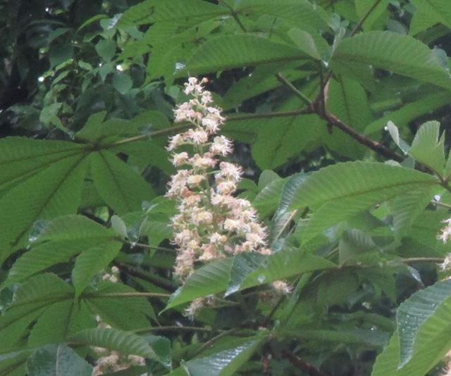 画像5: 本日は5月のツアーの栃木県の 古賀志(こがし)山 のご案内です!