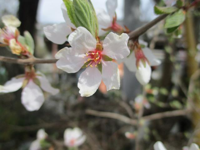 画像4: 岡田ガイドのコースで埼玉県にたたずむ 陣見山 へ行ってきました♪