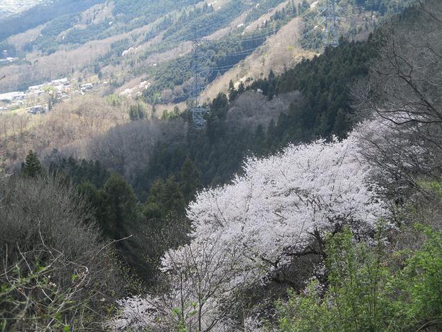 画像7: 岡田ガイドのコースで 陣見山 ツアーに行ってきました!