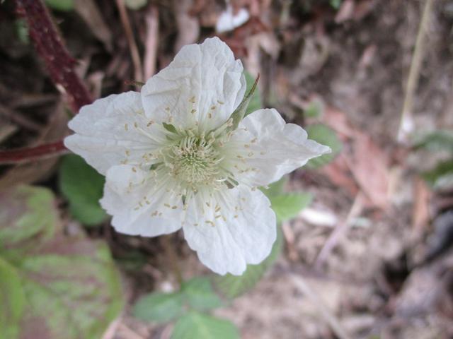 画像11: 岡田ガイドのコースで埼玉県にたたずむ 陣見山 へ行ってきました♪