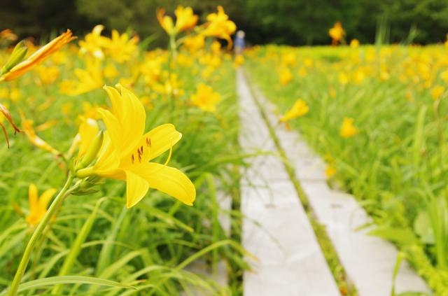 画像: ニッコウキスゲの群落(イメージ) ※花の見頃:7月中旬~8月上旬