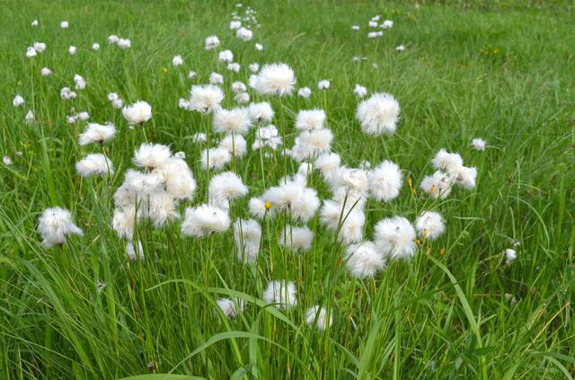 画像: ワタスゲ(イメージ) ※花の見頃:6月中旬~7月上旬