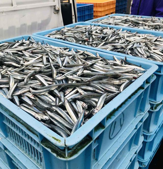 画像: 福江港で上がるきびなご