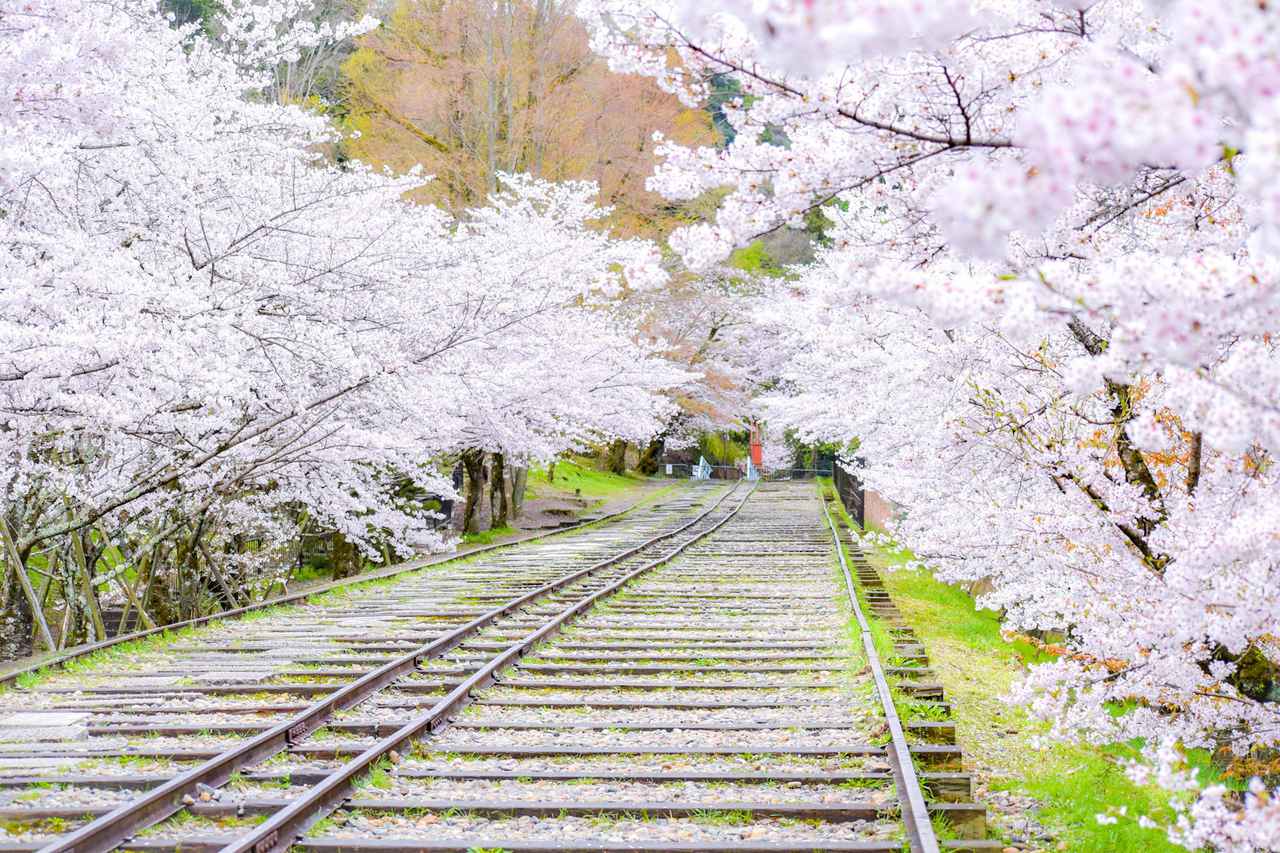 画像: ツアーのご紹介(一部) 蹴上インクラインの桜