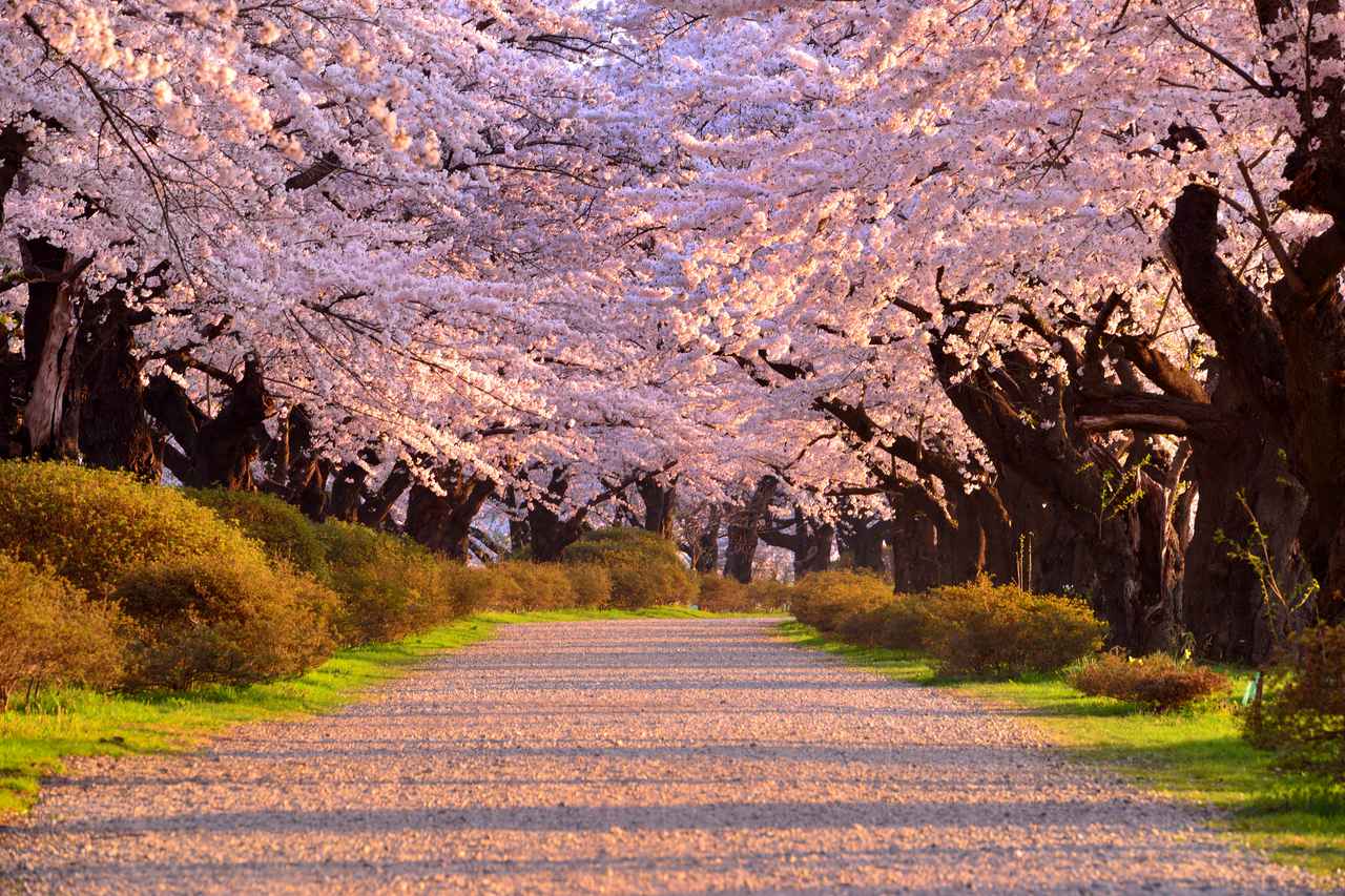 画像: 北上展勝地の桜並木