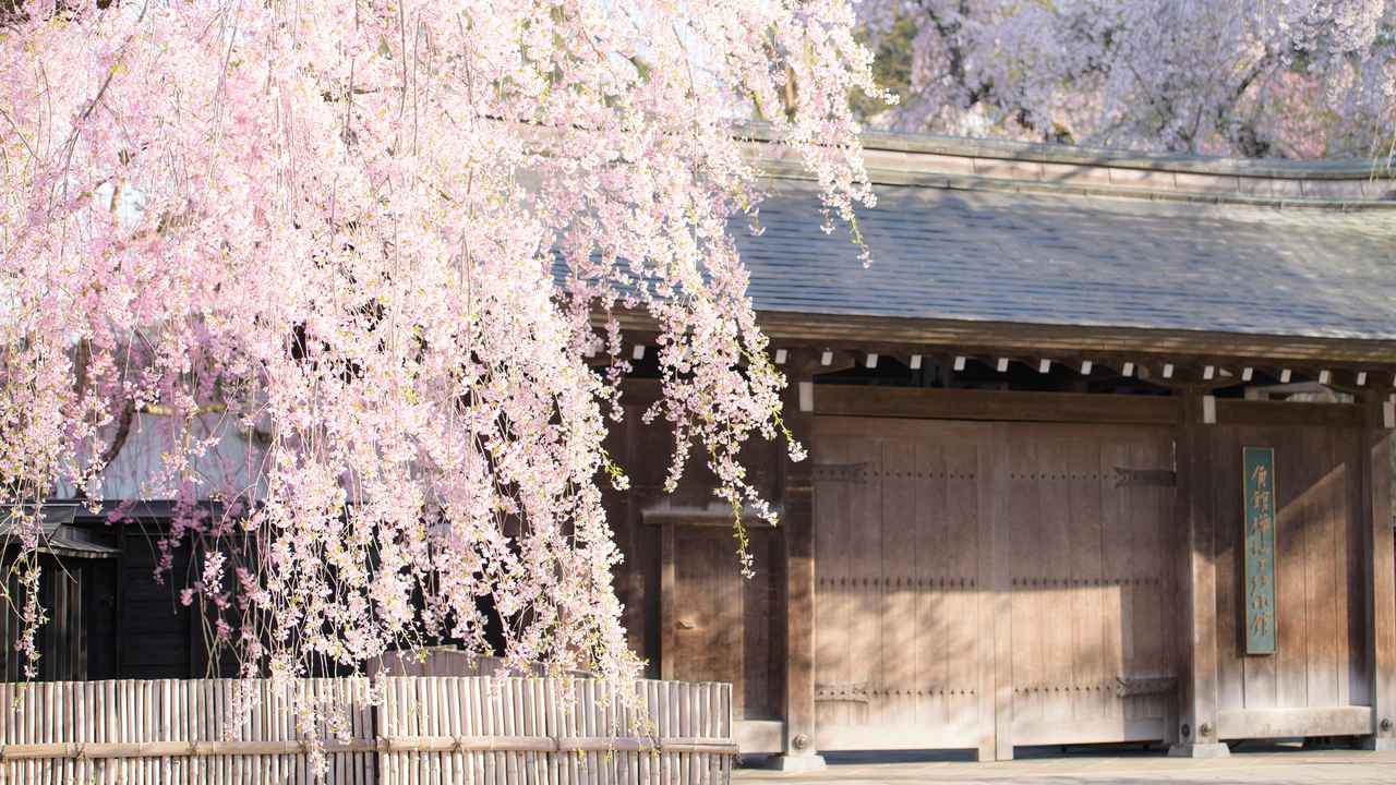 画像: 武家屋敷の枝垂桜