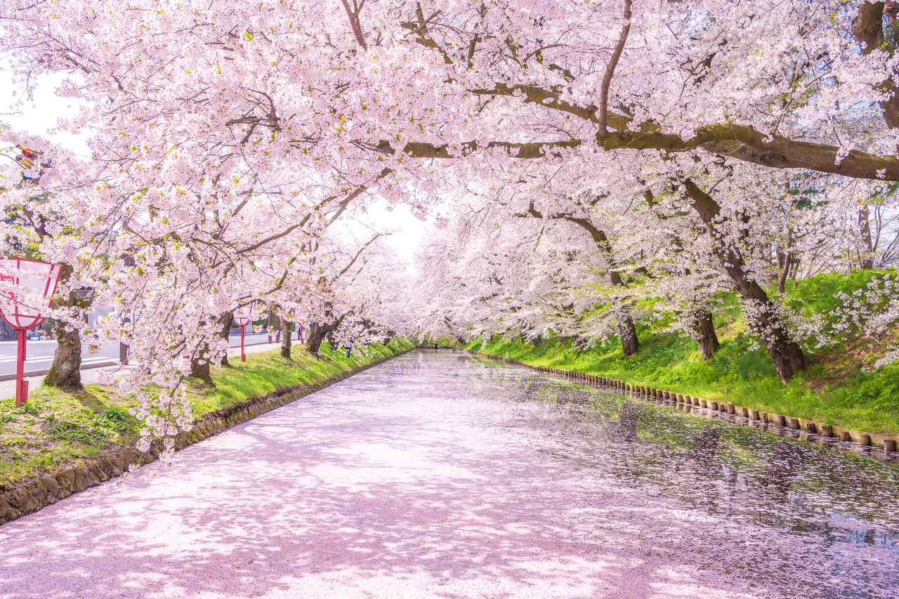 画像: お濠が桜の花びらで埋め尽くされる桜の絨毯・花筏(はないかだ)