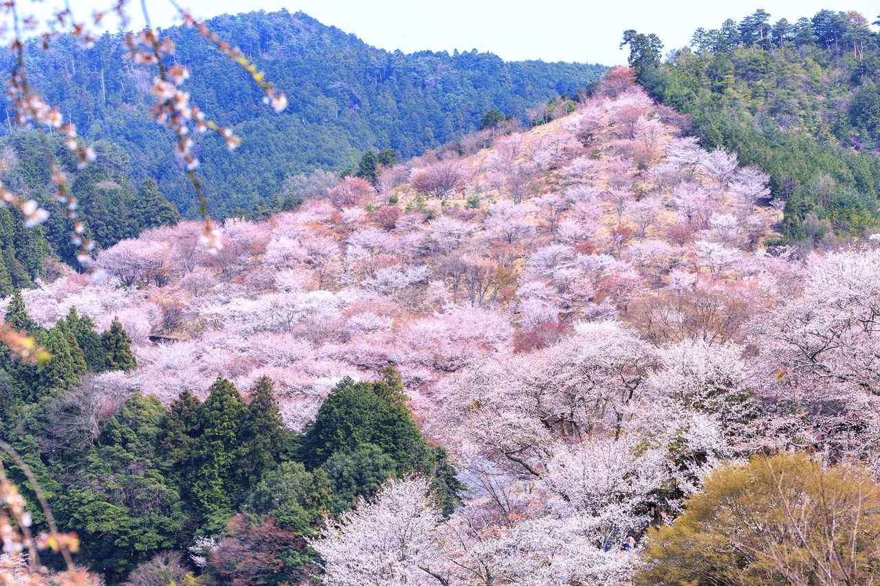 画像: 吉野・中千本の桜