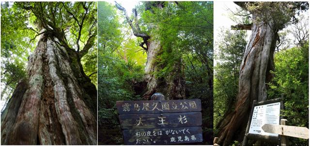 登山の旅】「神々の住まう神秘の島・屋久島」 ～世界遺産にも