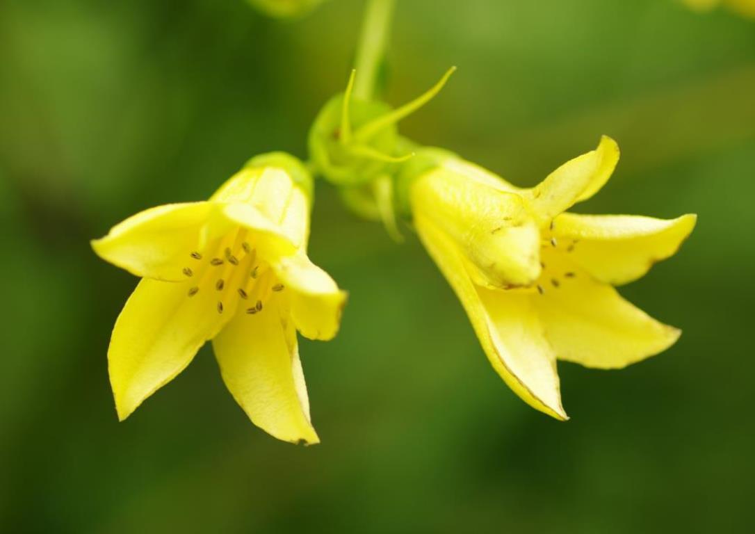画像: ＜ゆっくり登山ペースで歩く登山＞＜登山入門＞『剣山頂上ヒュッテを特別貸切！　可憐なキレンゲショウマも！　絶景の剣山～次郎笈トレッキング　2日間』【羽田空港出発】｜クラブツーリズム