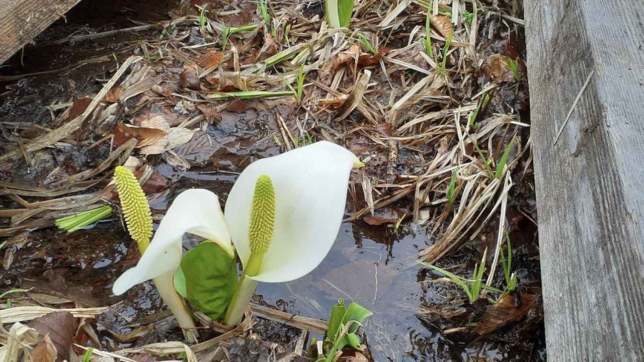 画像1: ミズバショウ(スタッフ撮影/25.5撮影)