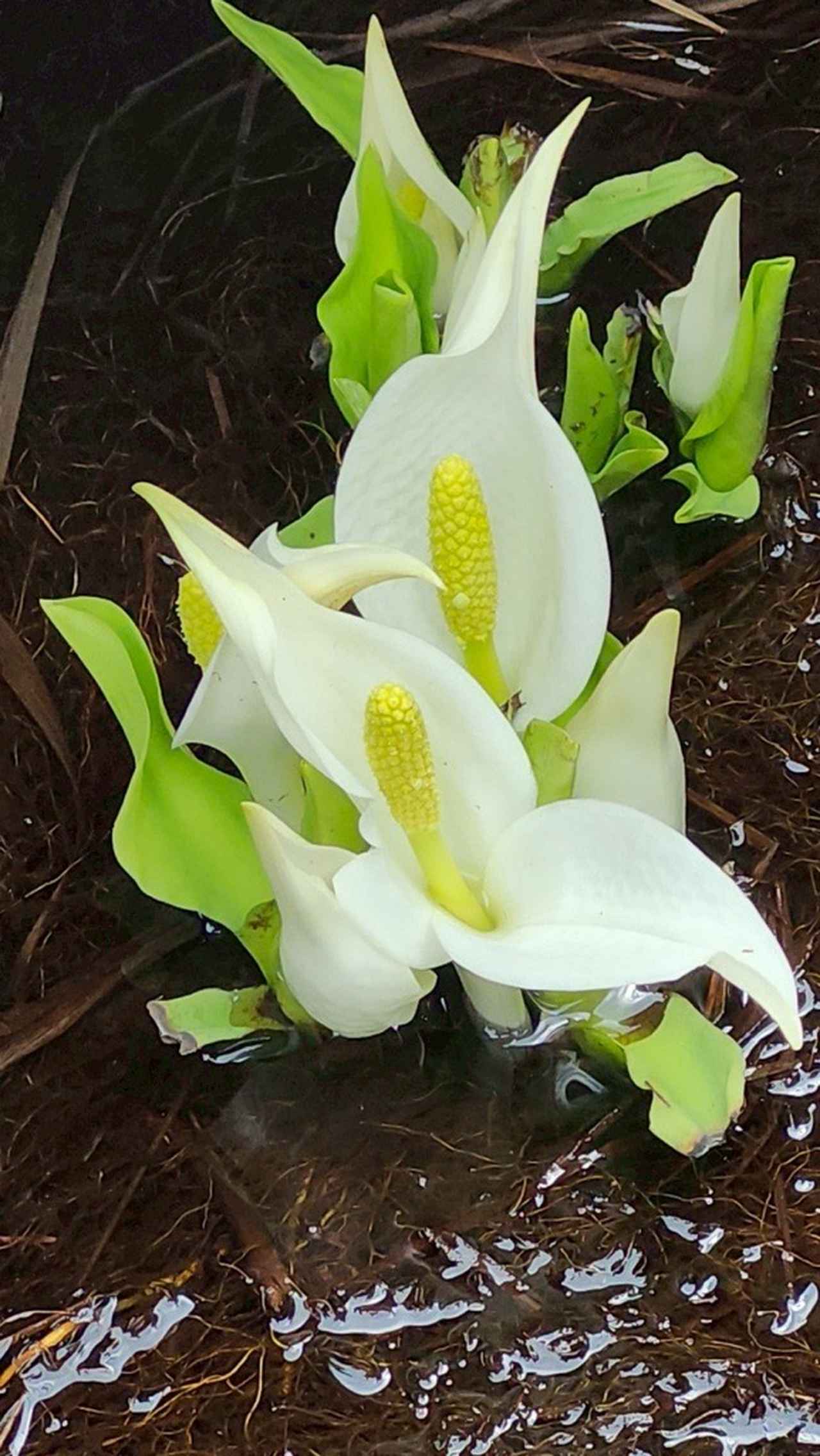 画像: アップでも撮れました(スタッフ撮影/25.5)