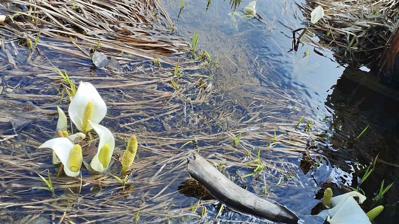 画像3: ミズバショウ(スタッフ撮影/25.5撮影)