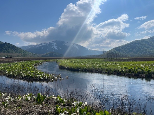画像: 至仏山とミズバショウの絶景
