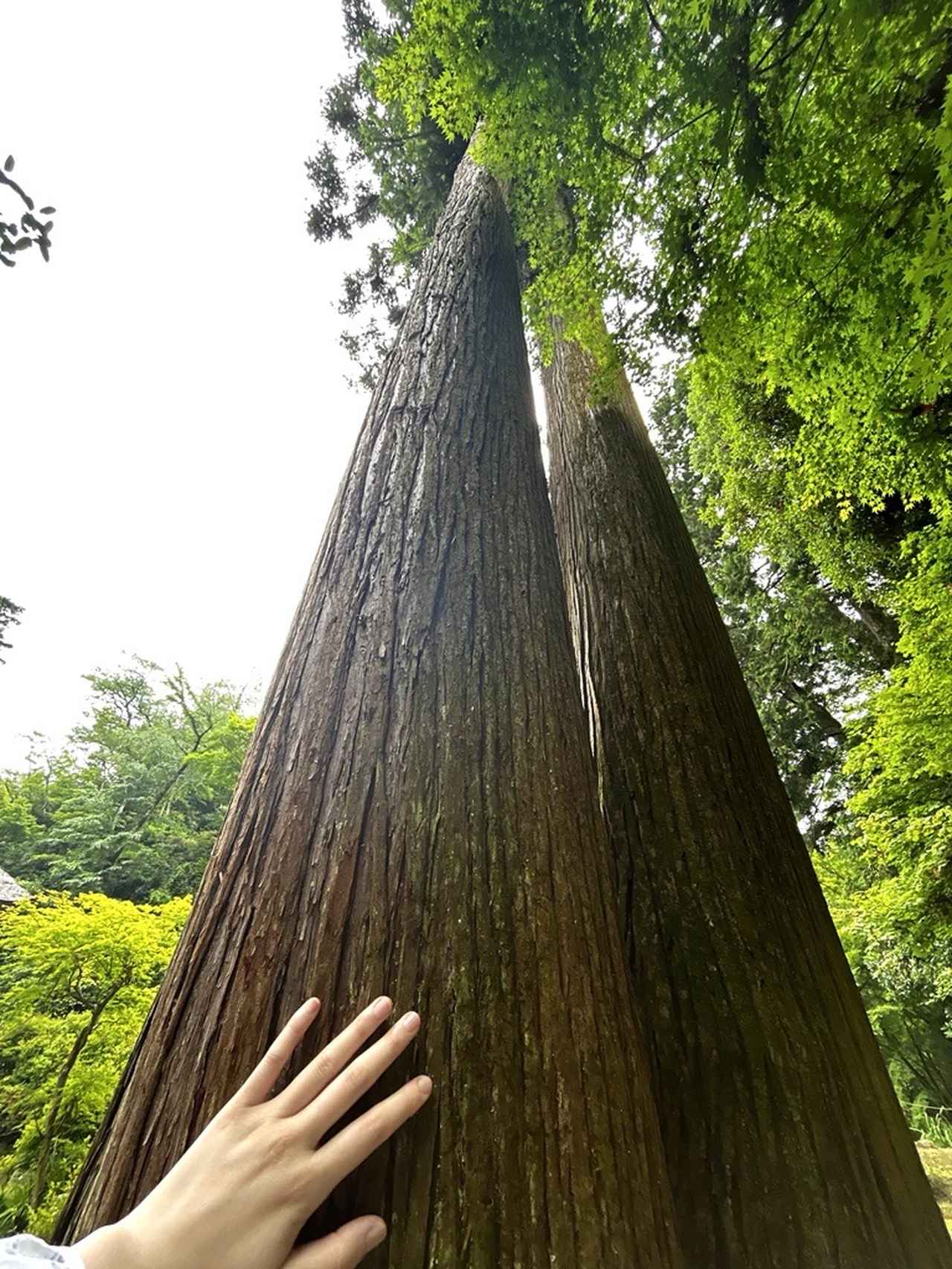 画像1: 8/1発行・街道をあるく掲載コース
＜ ウォーキング ＞ 心と身体をリフレッシュ！
秋川の清流の元でリバーチェアリングやストーンペインティングを楽しむ 秋の森林浴ツアー