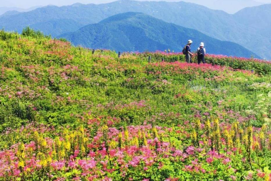 画像: ＜ハイク初級＞『千畳敷カール と 可憐なお花畑・伊吹山ハイキング　2日間』【東京出発】｜クラブツーリズム
