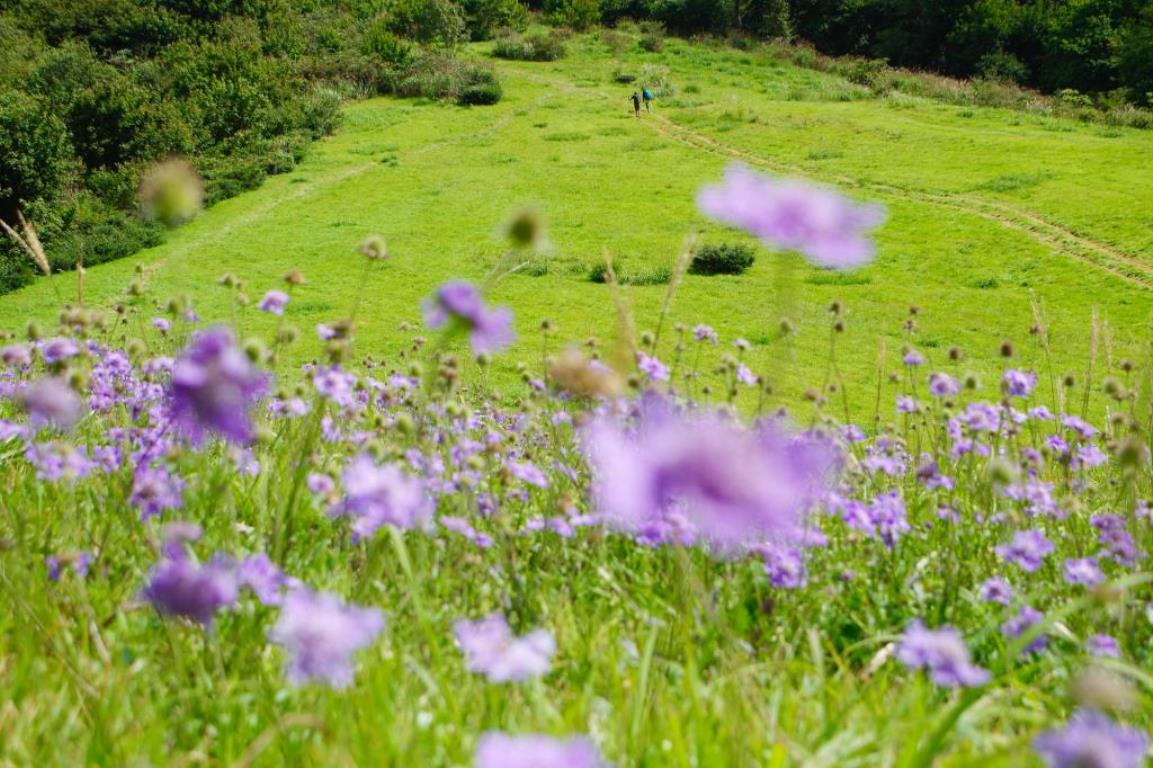 画像: ＜ハイク初級＞『スイスを思わせる爽やか高原フラワーハイキング　四阿山麓・菅平高原＆池の平湿原　2日間』【東京出発】｜クラブツーリズム