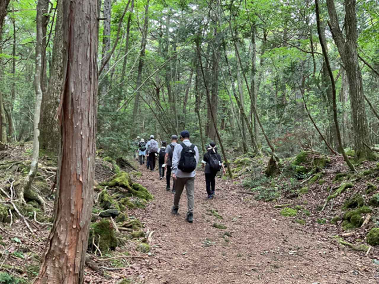画像: 晴れの日の青木ヶ原樹海