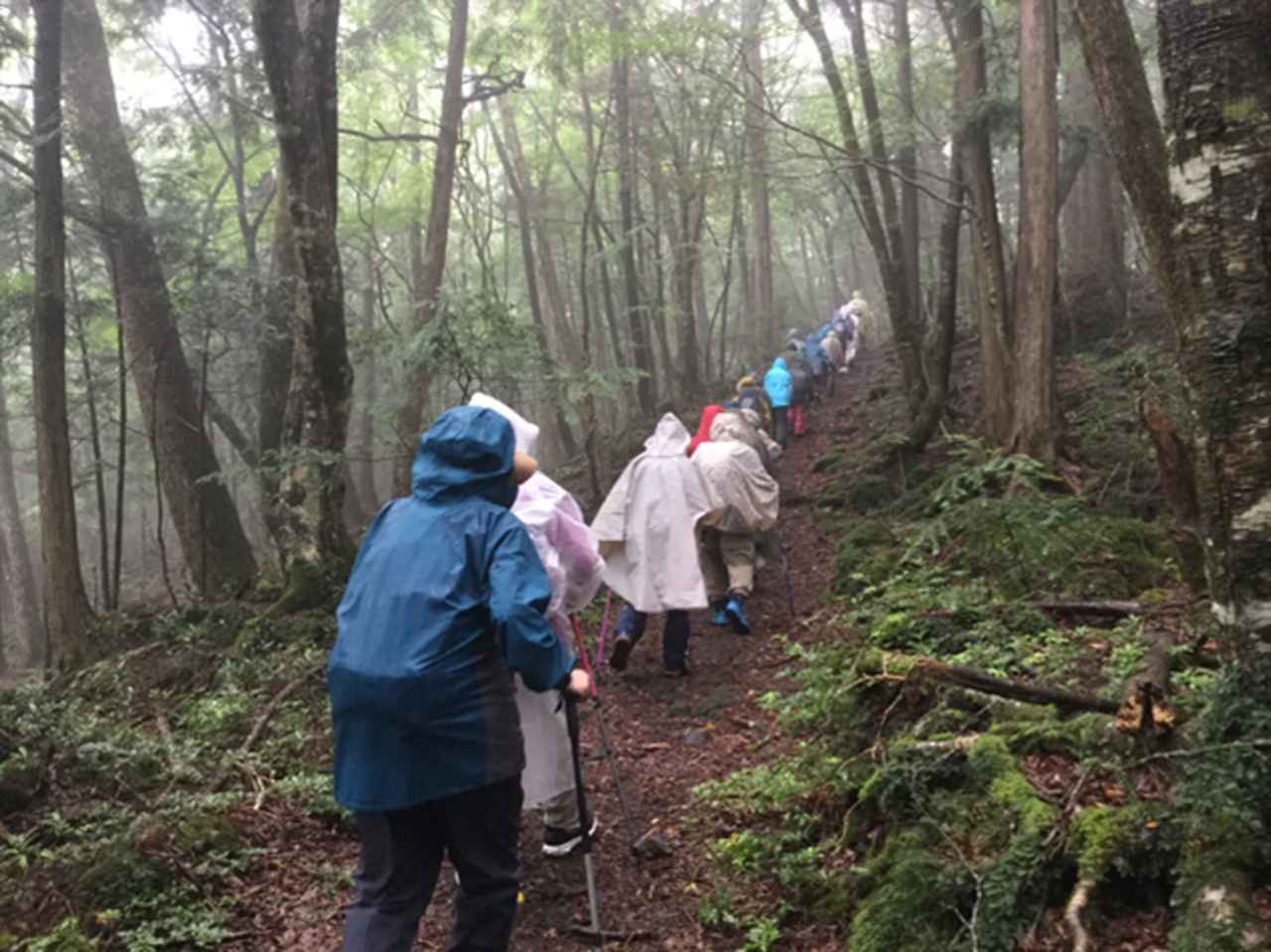 画像: 雨の日の青木ヶ原樹海