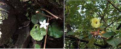 画像: 過去の添乗員が撮影いたしました！