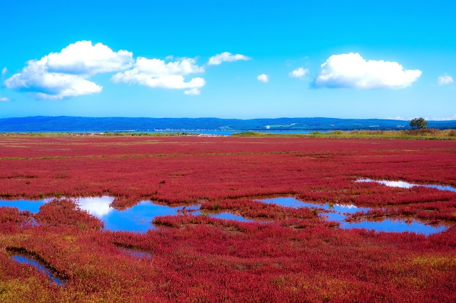 画像: 能取湖・サンゴ草(イメージ)