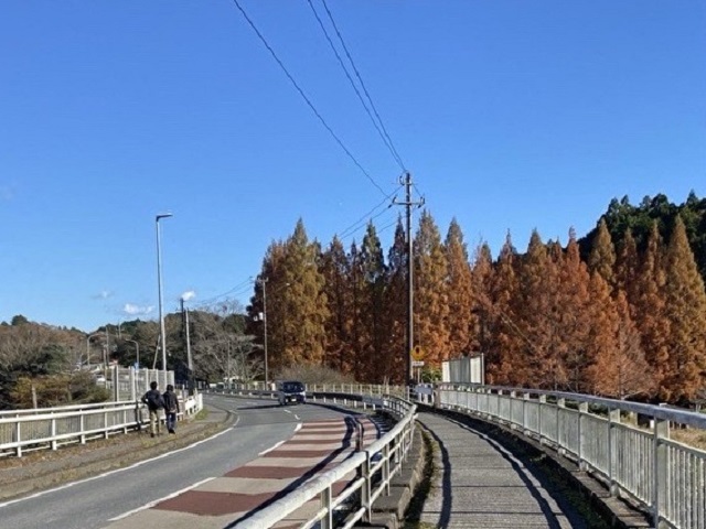 画像: メタセコイア並木（スタッフ撮影）