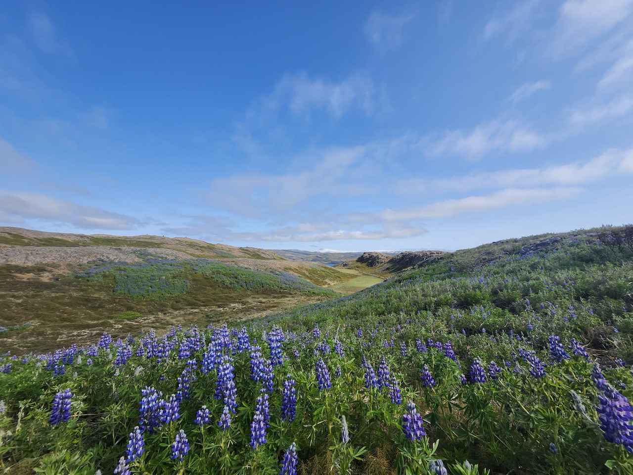 画像9: 地球そのものの躍動を感じに！夏のアイスランド｜世界をあるく│クラブツーリズム