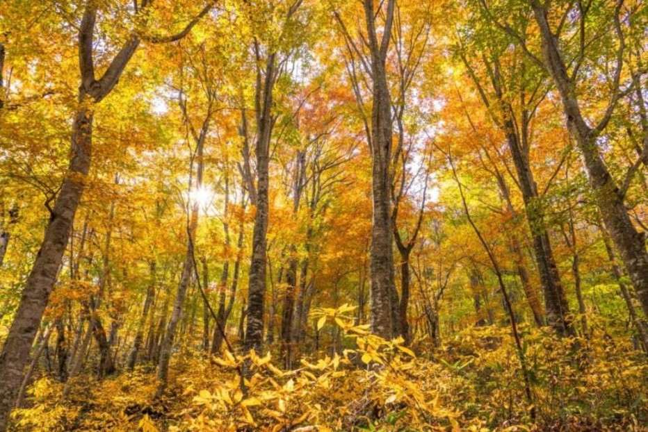 画像: ＜ハイク初級＞『白神山地十二湖・八幡平と奥入瀬渓流ハイキング　3日間』【東京出発】｜クラブツーリズム