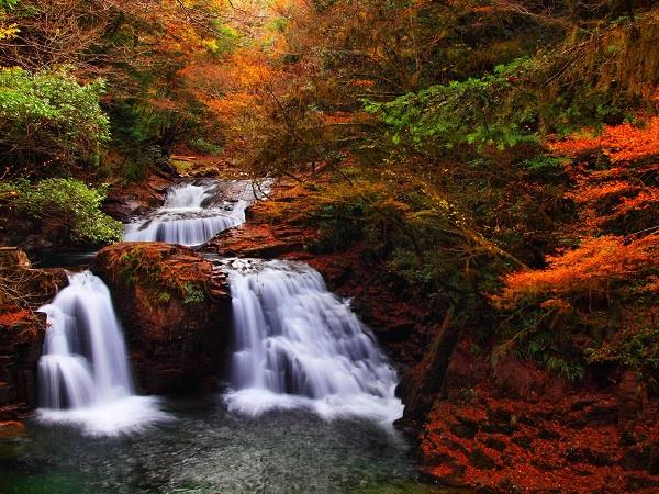 画像: ＜ハイク初級＞『世界遺産・吉野山の紅葉もお楽しみ！秘境・赤目四十八滝　紅葉ハイキング　２日間』【東京出発】｜クラブツーリズム