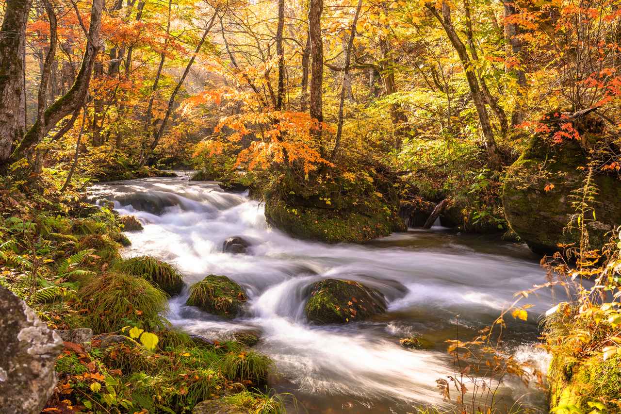 画像: 奥入瀬渓流（イメージ／紅葉見頃：例年10月中旬～11月下旬）