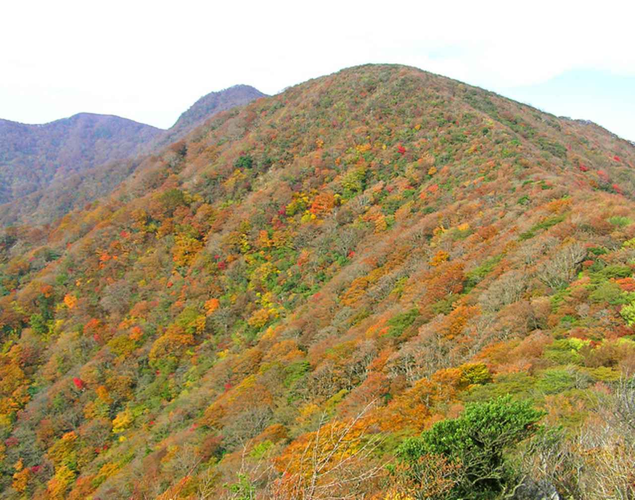 画像: 天城山の紅葉(第2回でご案内／例年の紅葉の見頃は11月上旬～下旬)