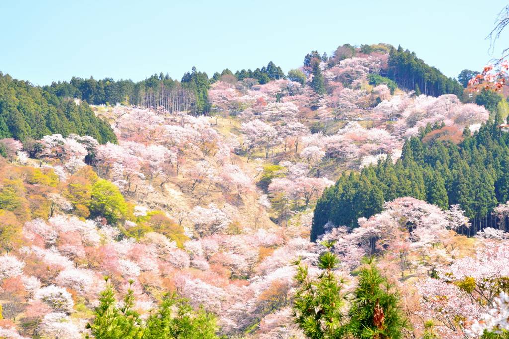 画像: 吉野山　上千本の桜(第7回でご案内　上千本の桜の例年の見ごろは4月上旬～中旬)