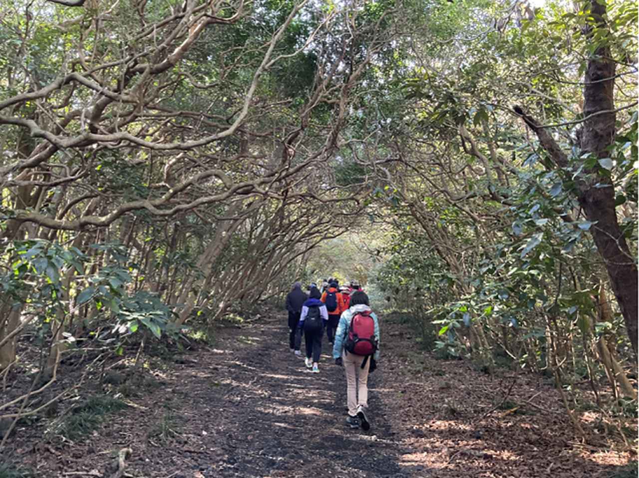 画像: こもれびトンネル（イメージ）