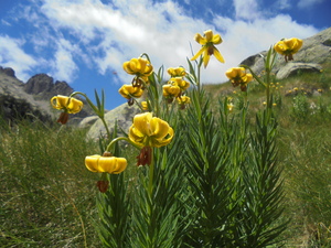 画像: 固有種ピレネーリリー