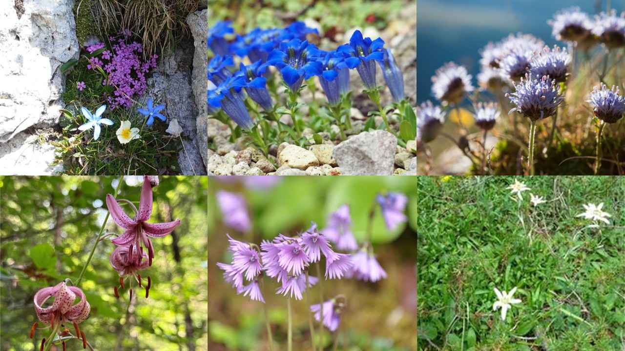 画像: ハイキング中に見られる花の一例