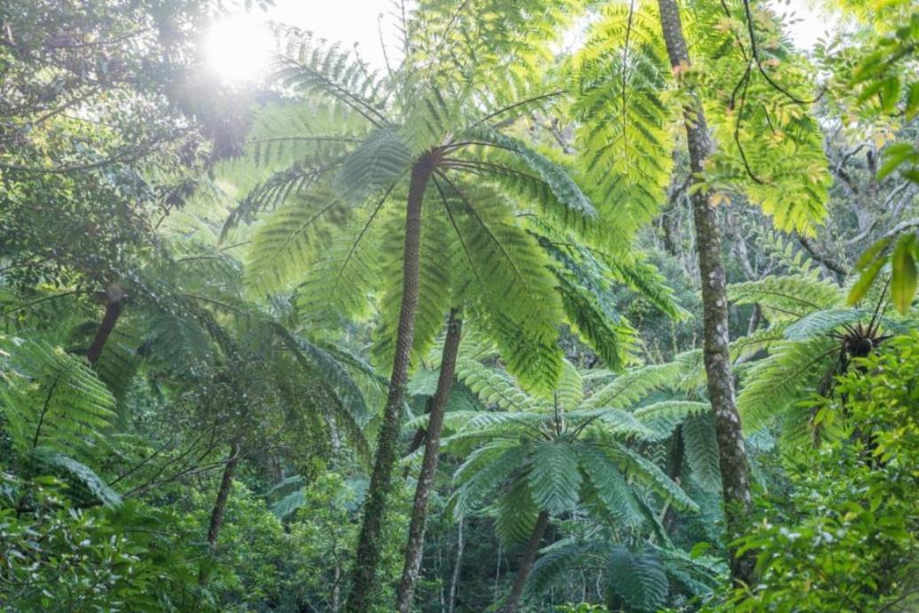 画像: ＜登山入門＞『離れ小島のスパリゾートに2連泊！　原風景残る加計呂麻島と奄美最高峰・湯湾岳　動植物の宝庫・奄美トレイルウォーク　3日間」【羽田出発】｜クラブツーリズム