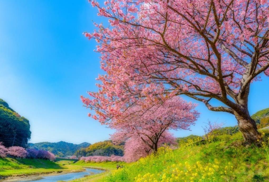 画像: ＜登山入門＞『復路はサフィール踊り子号乗車！椿と桜咲く早春の花めぐり！伊豆大島・三原山と河津桜　２日間』【竹芝桟橋出発】｜クラブツーリズム