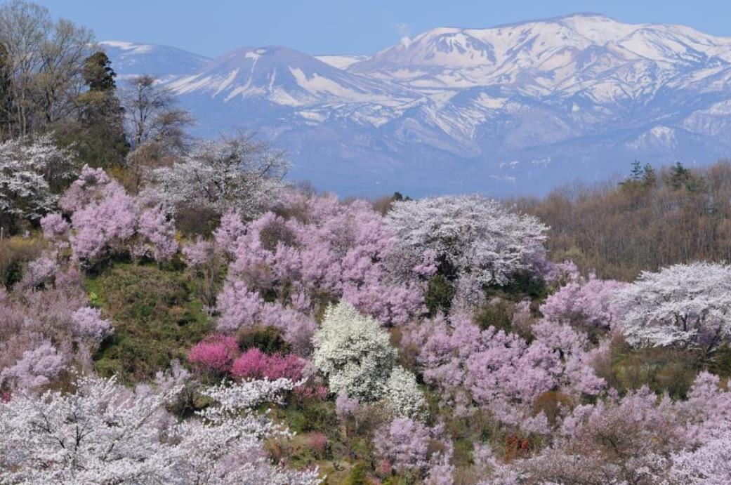 画像: ＜登山入門＞『日本三大しだれ桜　三春の滝桜や福島の桃源郷も観賞！弊社Sランクホテルに宿泊！イワウチワ咲く鎌倉岳と桜の花見山 2日間』【東京・上野・大宮出発】｜クラブツーリズム