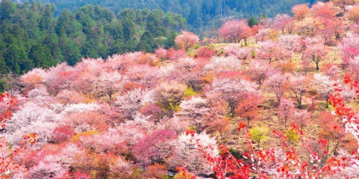 画像: ＜登山初級Ａ（縦走）＞『お一人参加大歓迎！　豪華絢爛に咲く吉野千本桜を鑑賞！　吉野山・青根ヶ峰と山の辺の道　2日間』【東京・品川・新横浜・小田原出発】｜クラブツーリズム