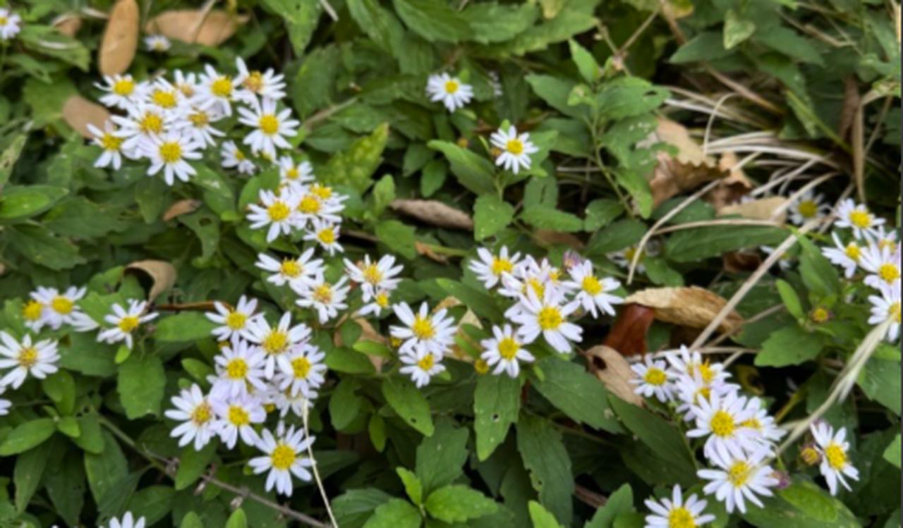 画像3: 登山道はこんな感じです
