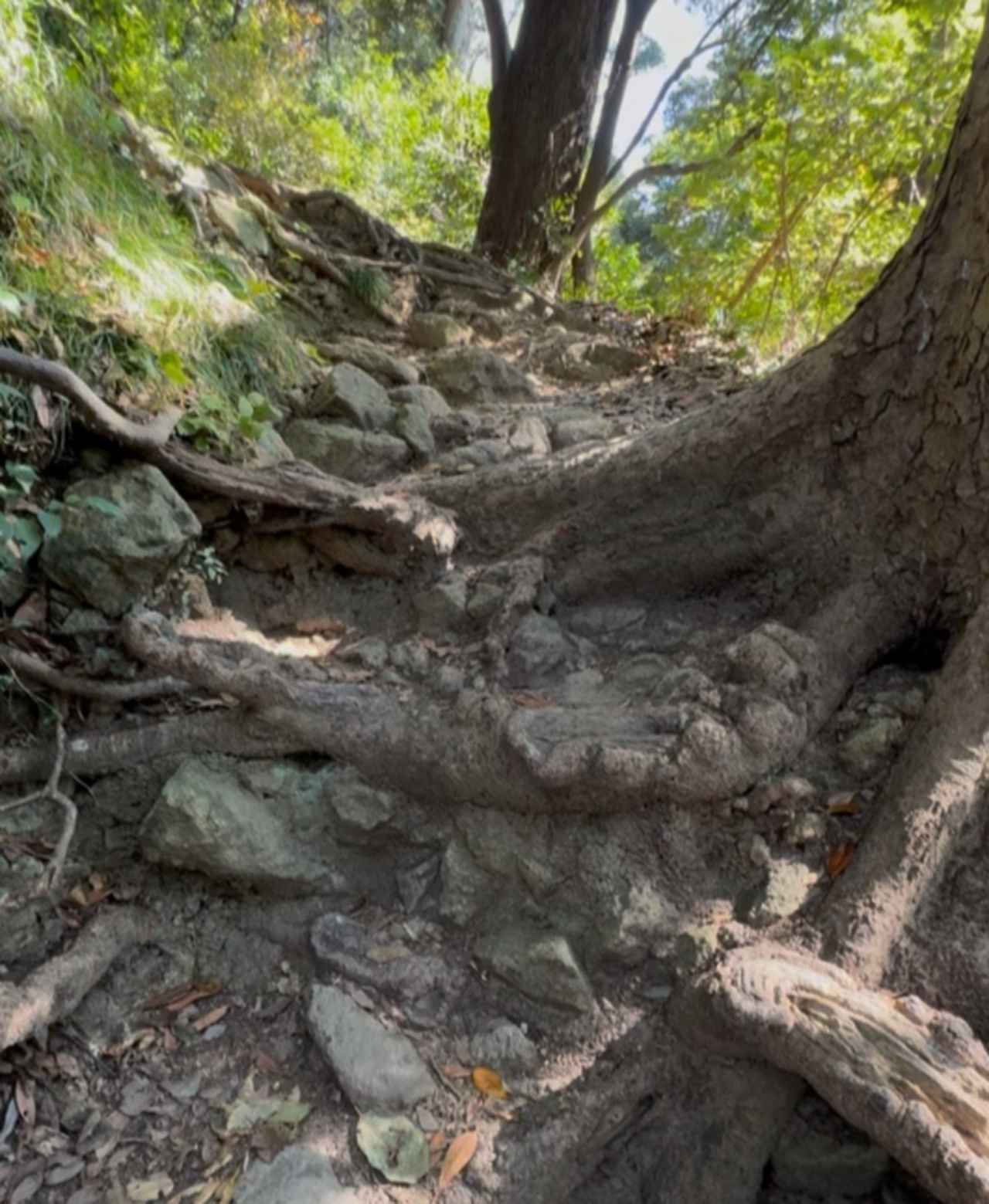 画像1: 登山道はこんな感じです