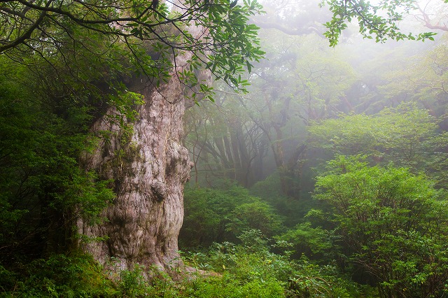 画像: 【登山の旅】「神々の住まう神秘の島・屋久島」 ~世界遺産にも選ばれた奇跡の島・縄文杉の魅力に迫る~ - クラブログ ~スタッフブログ~|クラブツーリズム