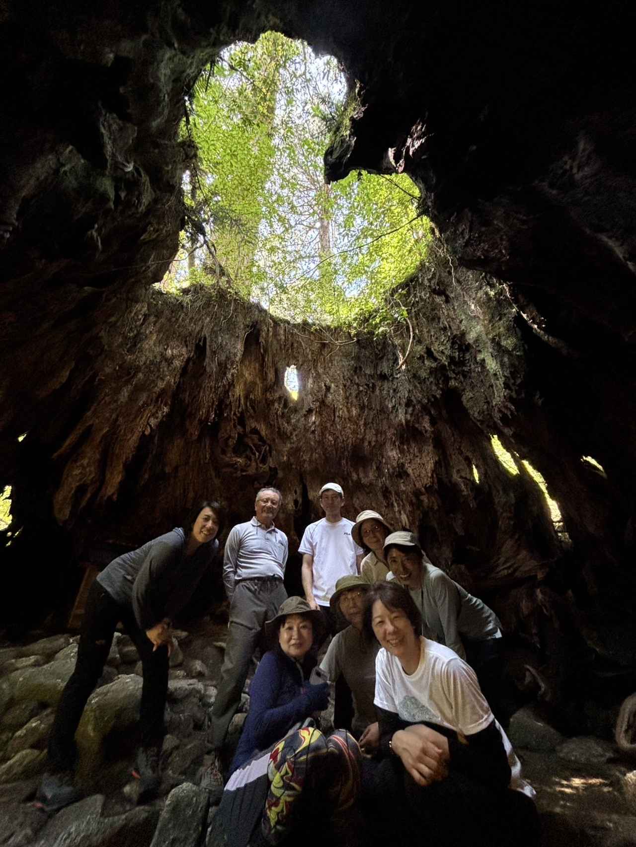 画像: ウィルソン株