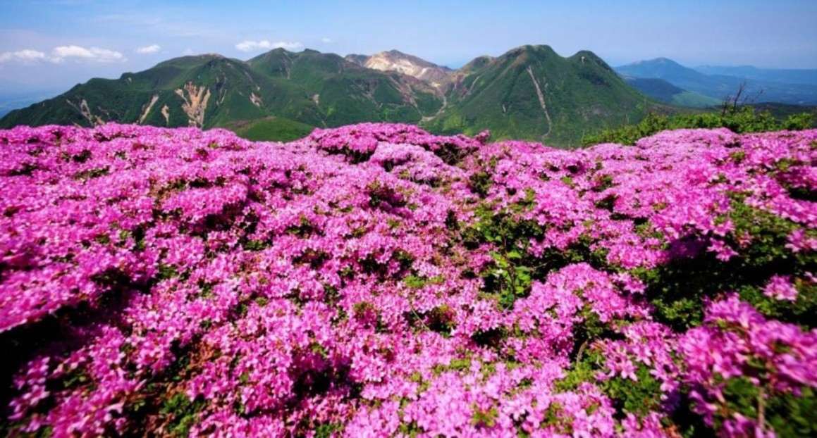 画像: <登山中級A(縦走)>『ミヤマキリシマ咲く九州の百名山3座登頂! 阿蘇山・祖母山・久住山 3日間』【羽田出発】|クラブツーリズム