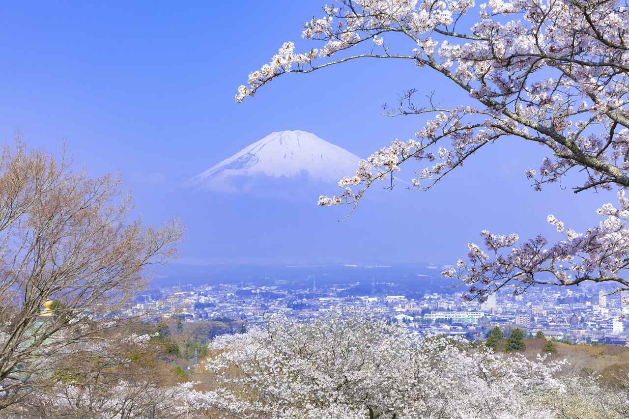 画像: 静岡県御殿場市平和公園にて富士山と桜（イメージ）